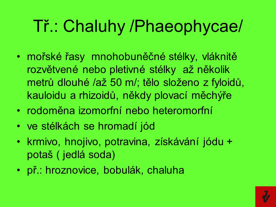 Tř.: Chaluhy /Phaeophycae/
