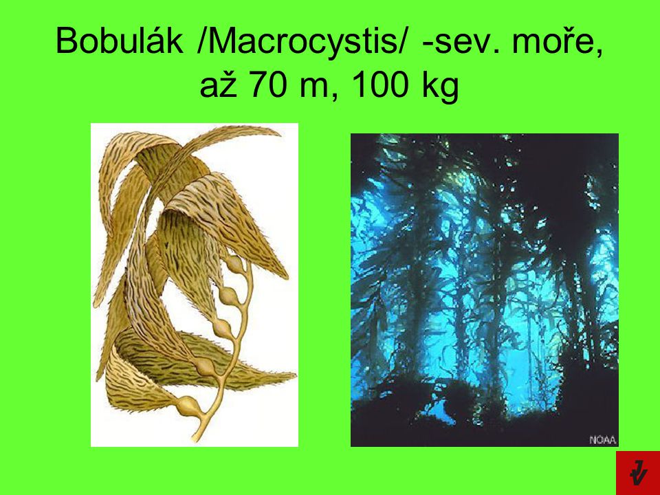 Bobulák /Macrocystis/ -sev. moře, až 70 m, 100 kg