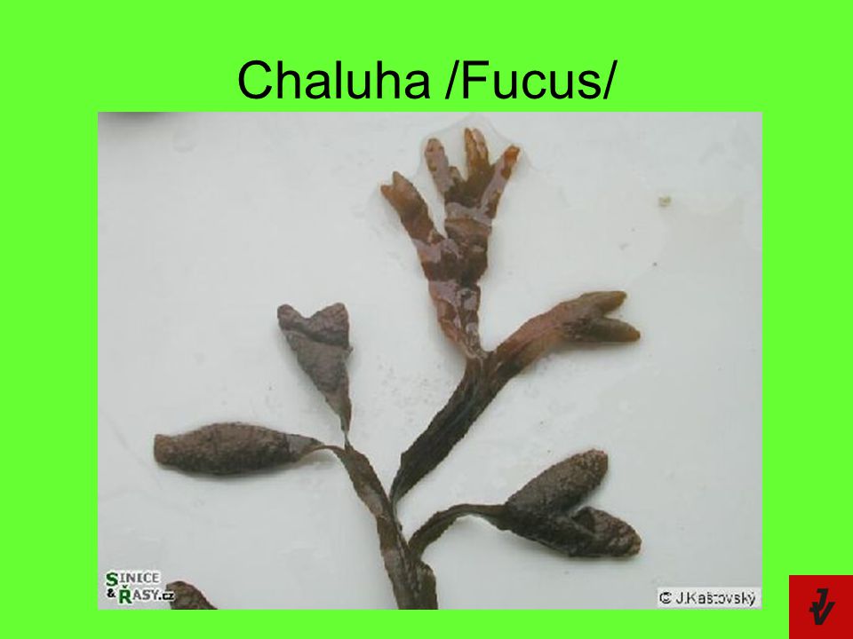 Chaluha /Fucus/