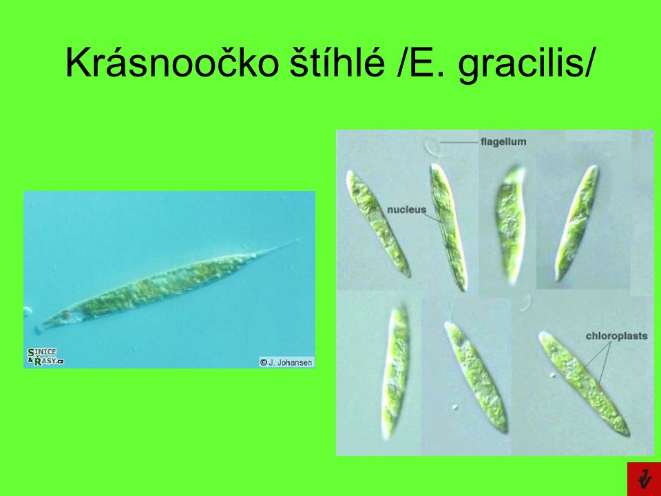 Krásnoočko štíhlé /E. gracilis/