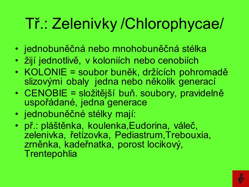 Tř.: Zelenivky /Chlorophycae/