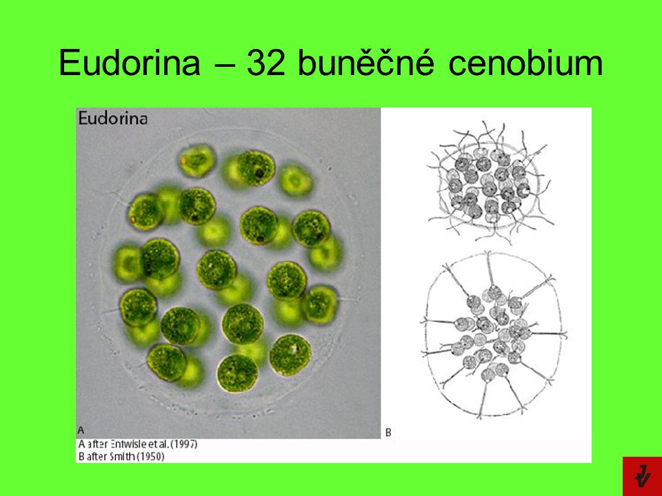 Eudorina – 32 buněčné cenobium