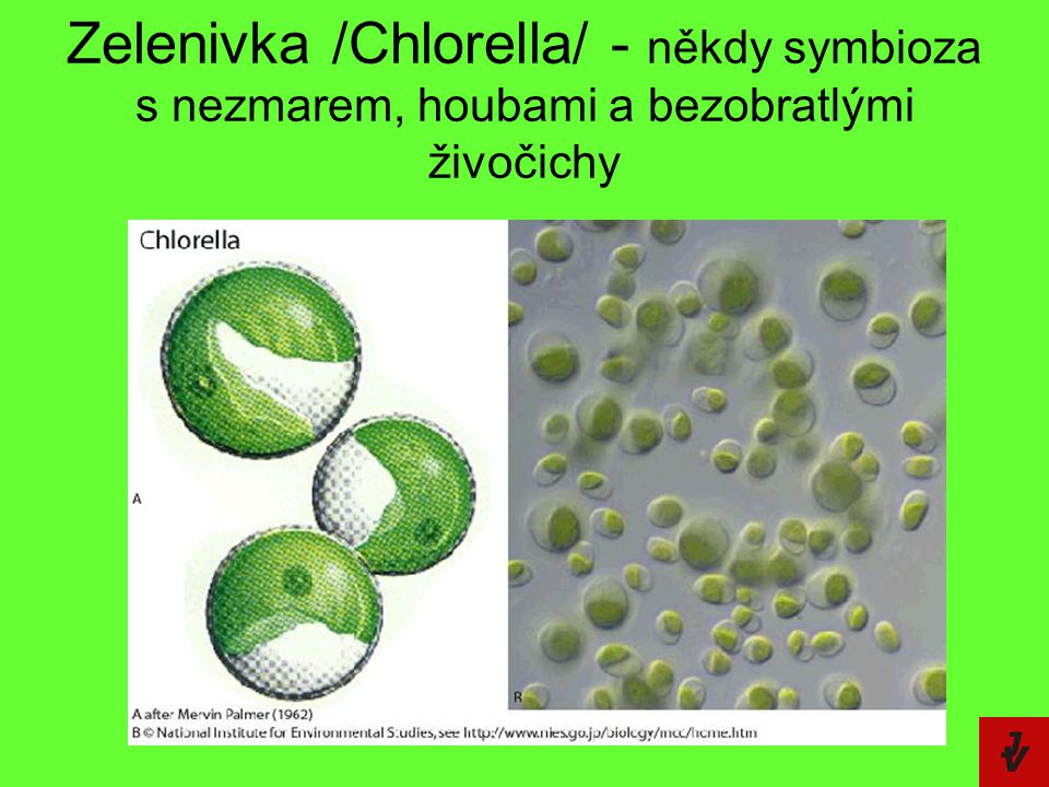 Zelenivka /Chlorella/ - někdy symbioza s nezmarem, houbami a bezobratlými živočichy