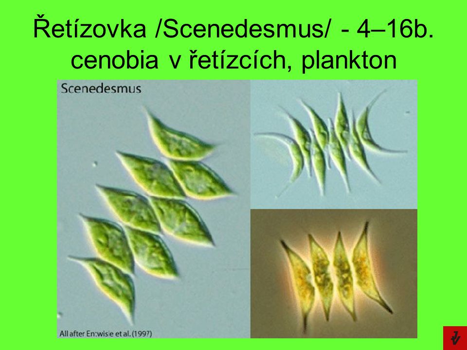 Řetízovka /Scenedesmus/ - 4–16b. cenobia v řetízcích, plankton