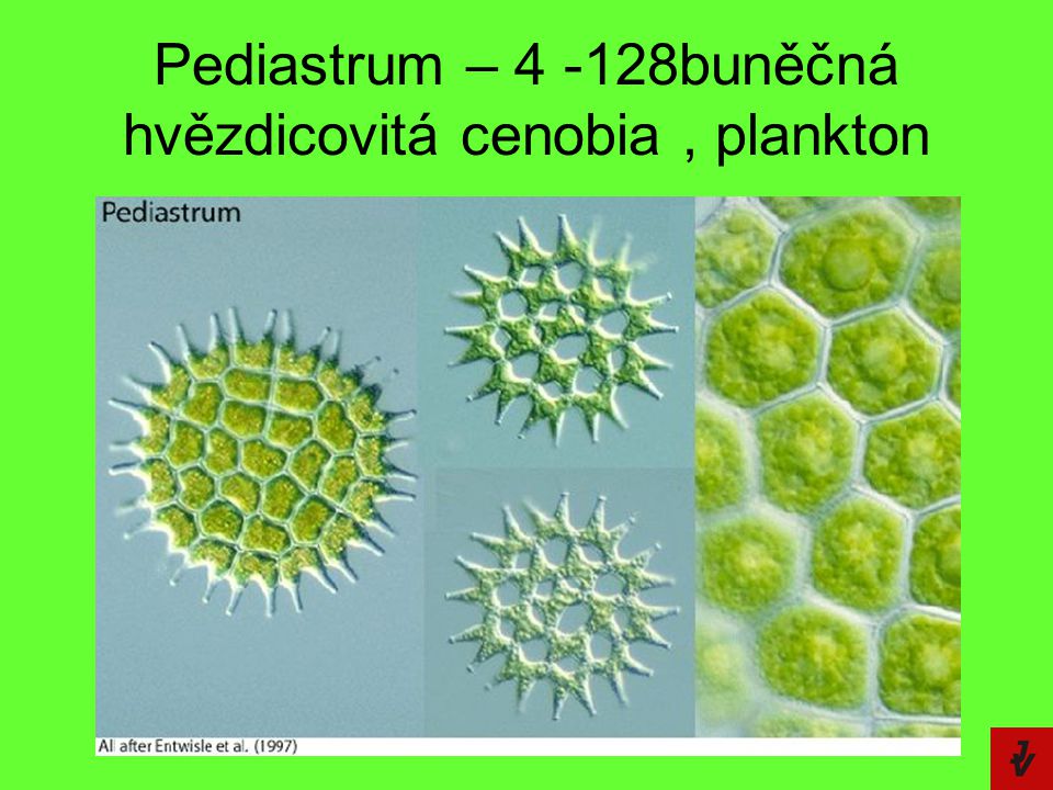 Pediastrum – buněčná hvězdicovitá cenobia , plankton