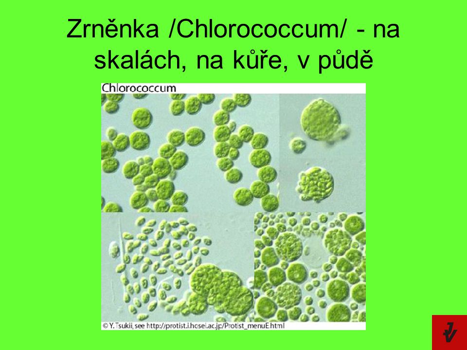 Zrněnka /Chlorococcum/ - na skalách, na kůře, v půdě