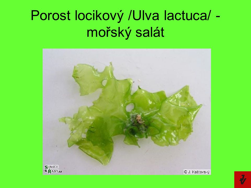 Porost locikový /Ulva lactuca/ - mořský salát