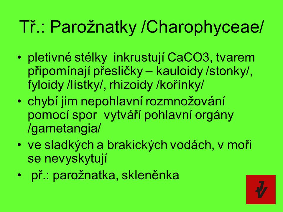 Tř.: Parožnatky /Charophyceae/
