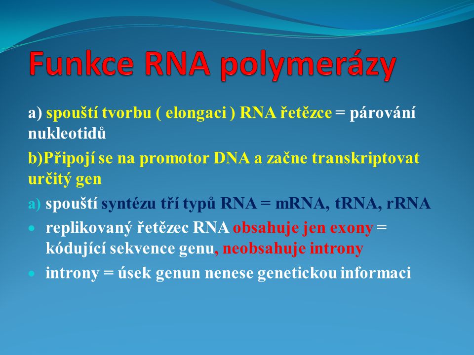 Funkce RNA polymerázy a) spouští tvorbu ( elongaci ) RNA řetězce = párování nukleotidů.