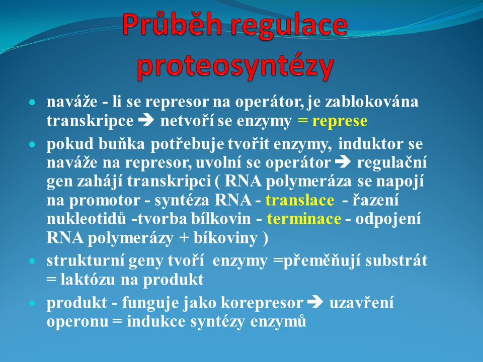 Průběh regulace proteosyntézy