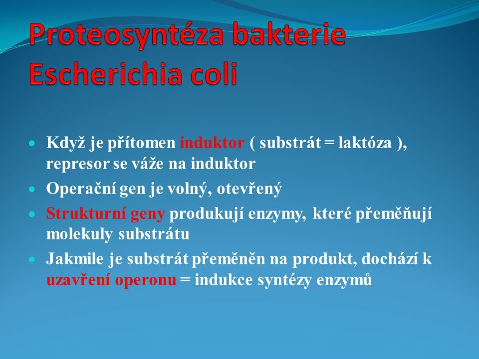 Proteosyntéza bakterie Escherichia coli