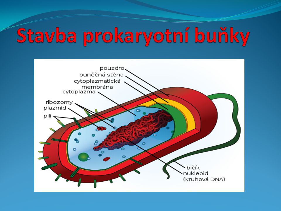 Stavba prokaryotní buňky