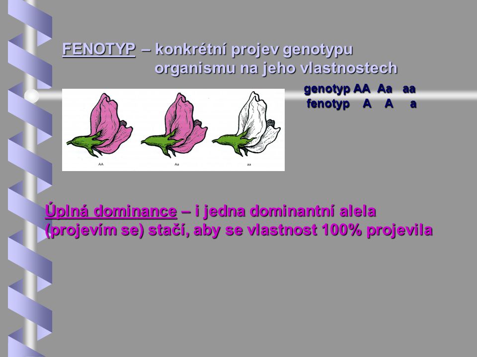 FENOTYP – konkrétní projev genotypu organismu na jeho vlastnostech