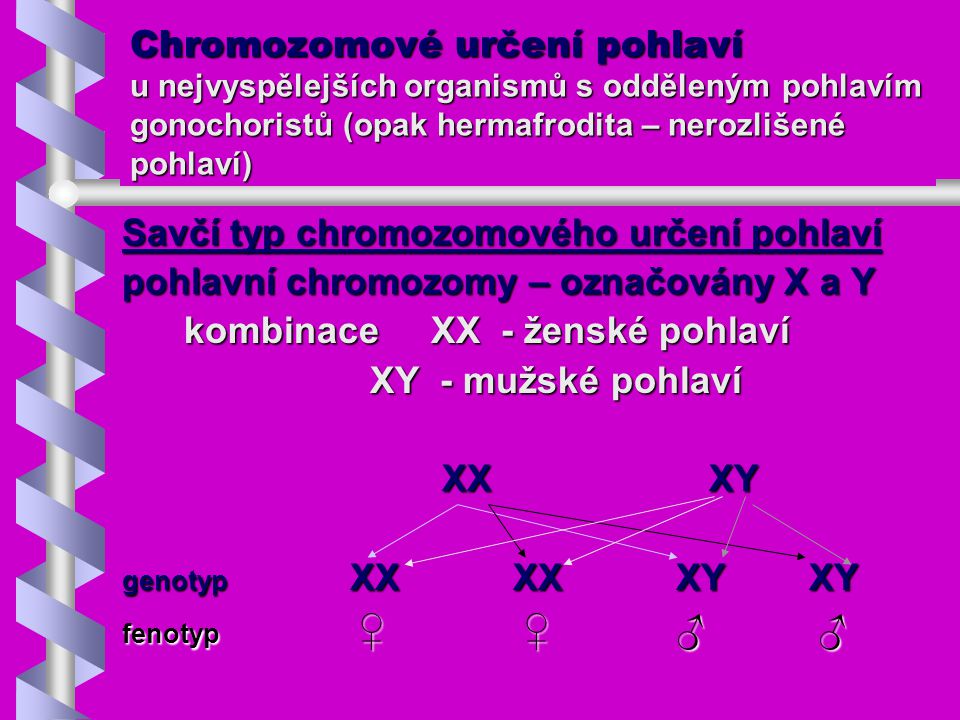 Savčí typ chromozomového určení pohlaví