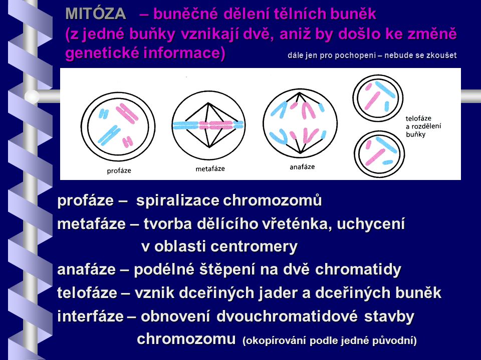 MITÓZA – buněčné dělení tělních buněk (z jedné buňky vznikají dvě, aniž by došlo ke změně genetické informace) dále jen pro pochopení – nebude se zkoušet