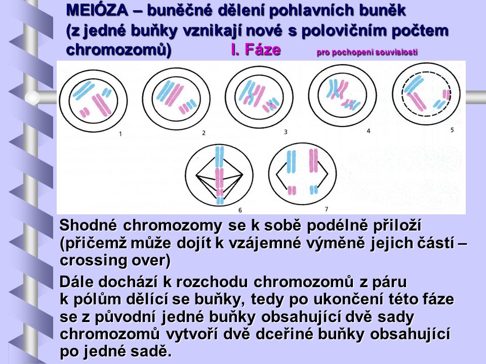 MEIÓZA – buněčné dělení pohlavních buněk (z jedné buňky vznikají nové s polovičním počtem chromozomů) I. Fáze pro pochopení souvislostí