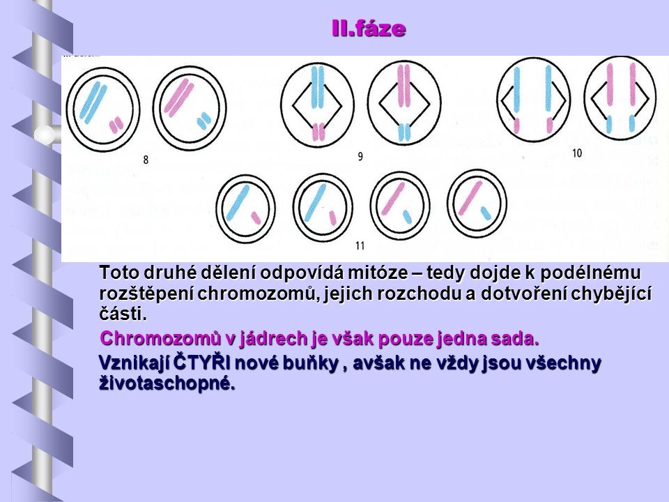 II.fáze Toto druhé dělení odpovídá mitóze – tedy dojde k podélnému rozštěpení chromozomů, jejich rozchodu a dotvoření chybějící části.