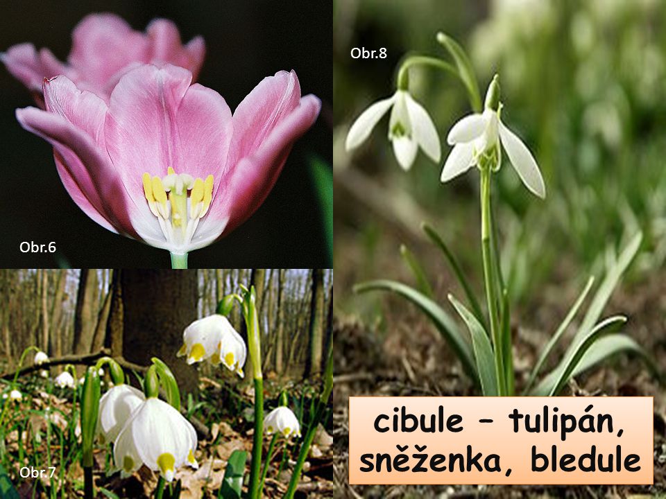 cibule – tulipán, sněženka, bledule