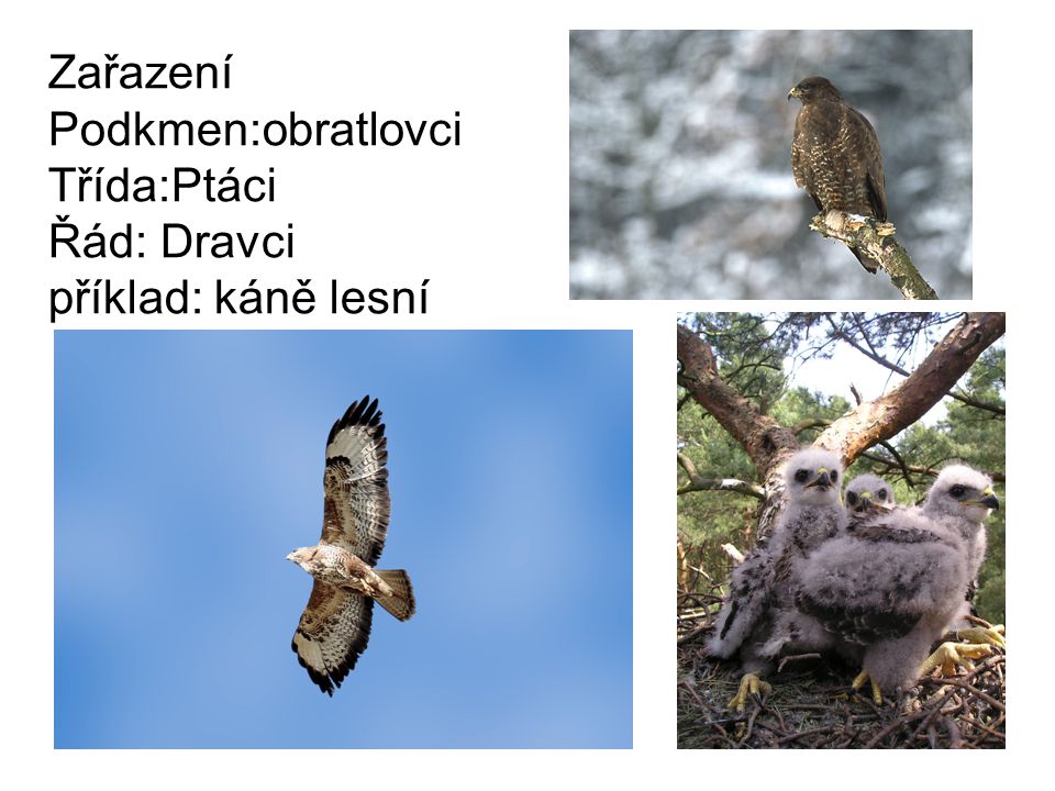 Zařazení Podkmen:obratlovci Třída:Ptáci Řád: Dravci příklad: káně lesní