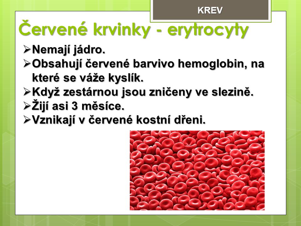 Červené krvinky - erytrocyty