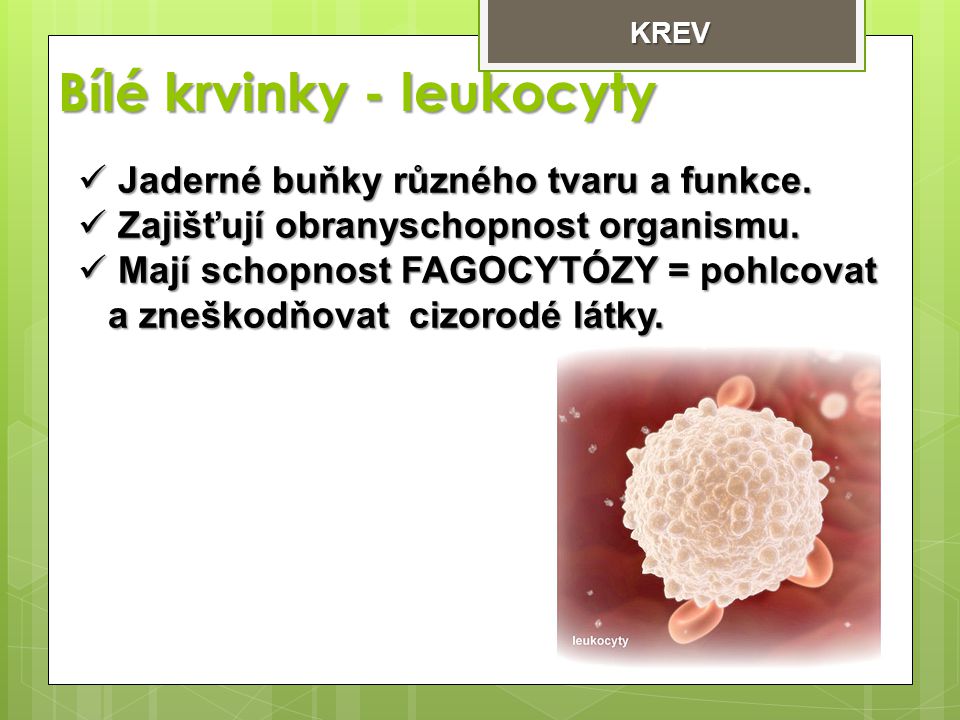 Bílé krvinky - leukocyty