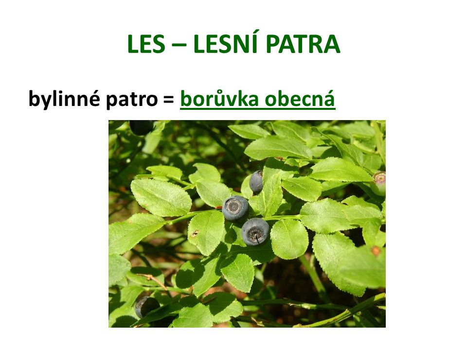 LES – LESNÍ PATRA bylinné patro = borůvka obecná