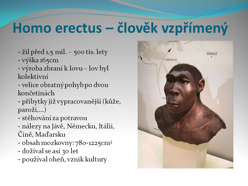 Homo erectus – člověk vzpřímený