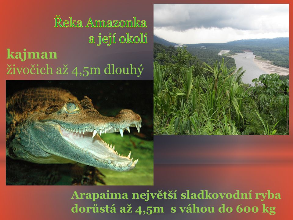 Řeka Amazonka a její okolí kajman živočich až 4,5m dlouhý