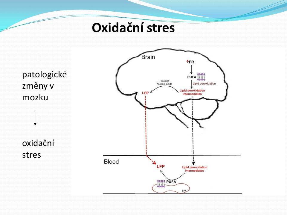 Oxidační stres patologické změny v mozku oxidační stres