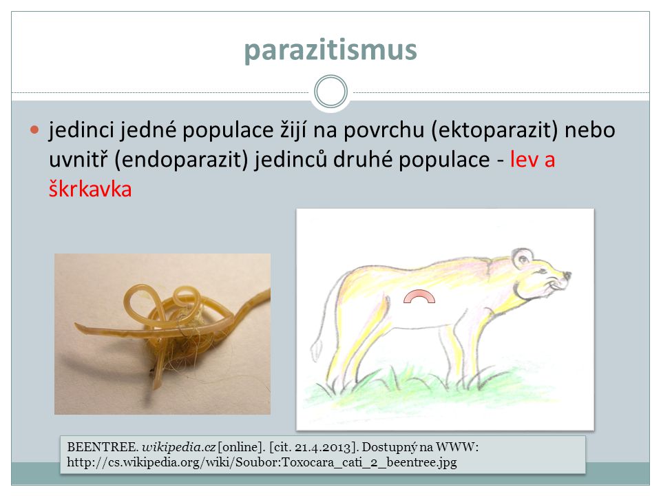 parazitismus jedinci jedné populace žijí na povrchu (ektoparazit) nebo uvnitř (endoparazit) jedinců druhé populace - lev a škrkavka.