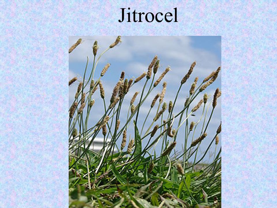 Jitrocel