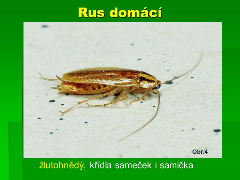 Rus domácí Obr.4 žlutohnědý, křídla sameček i samička