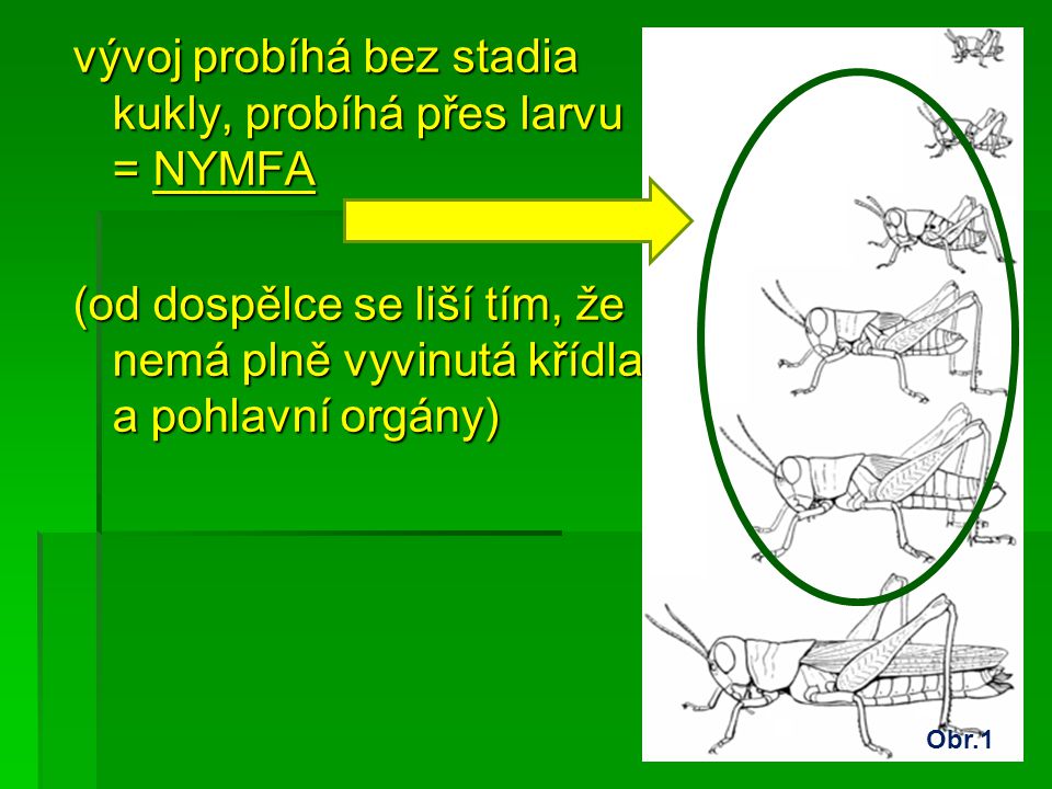 vývoj probíhá bez stadia kukly, probíhá přes larvu = NYMFA