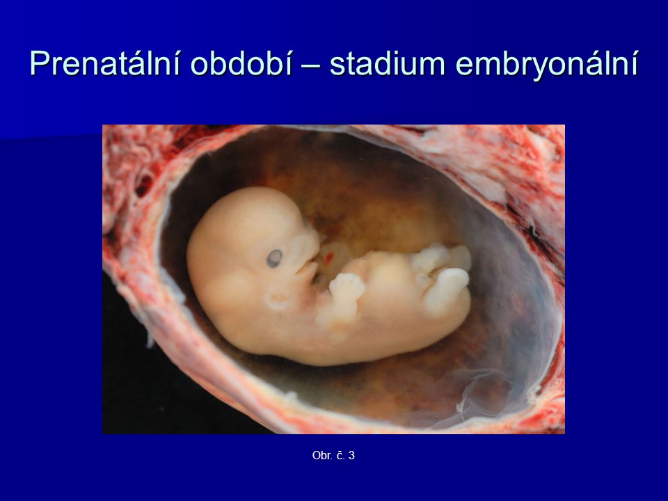 Prenatální období – stadium embryonální