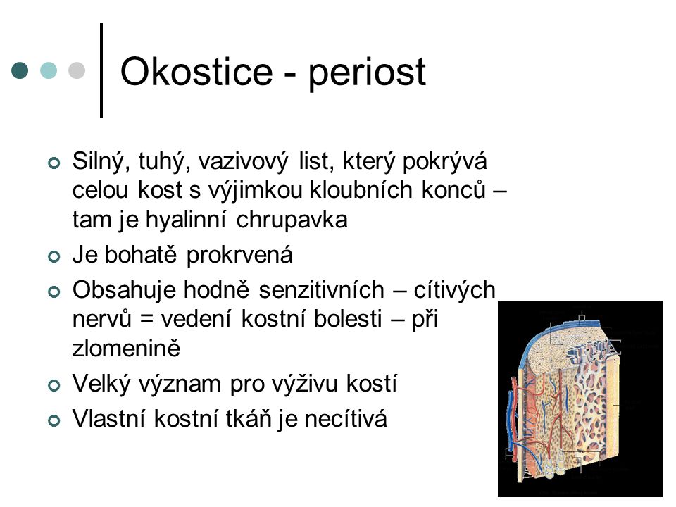 Okostice - periost Silný, tuhý, vazivový list, který pokrývá celou kost s výjimkou kloubních konců – tam je hyalinní chrupavka.