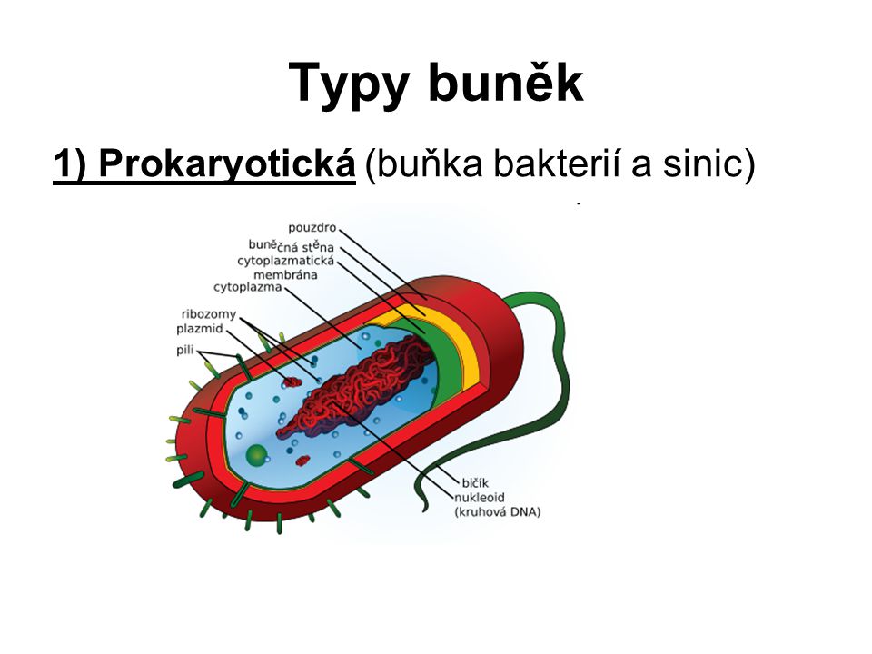 Typy buněk 1) Prokaryotická (buňka bakterií a sinic)