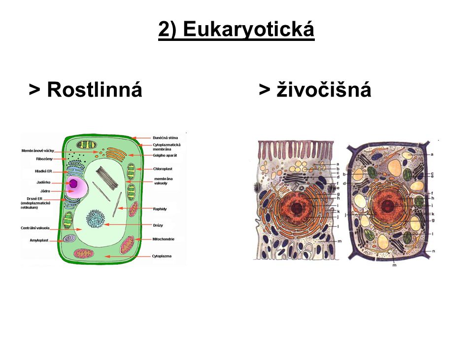2) Eukaryotická > Rostlinná > živočišná