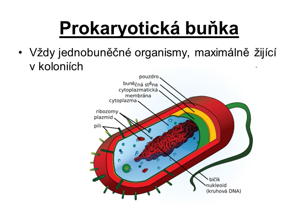 Prokaryotická buňka Vždy jednobuněčné organismy, maximálně žijící v koloniích