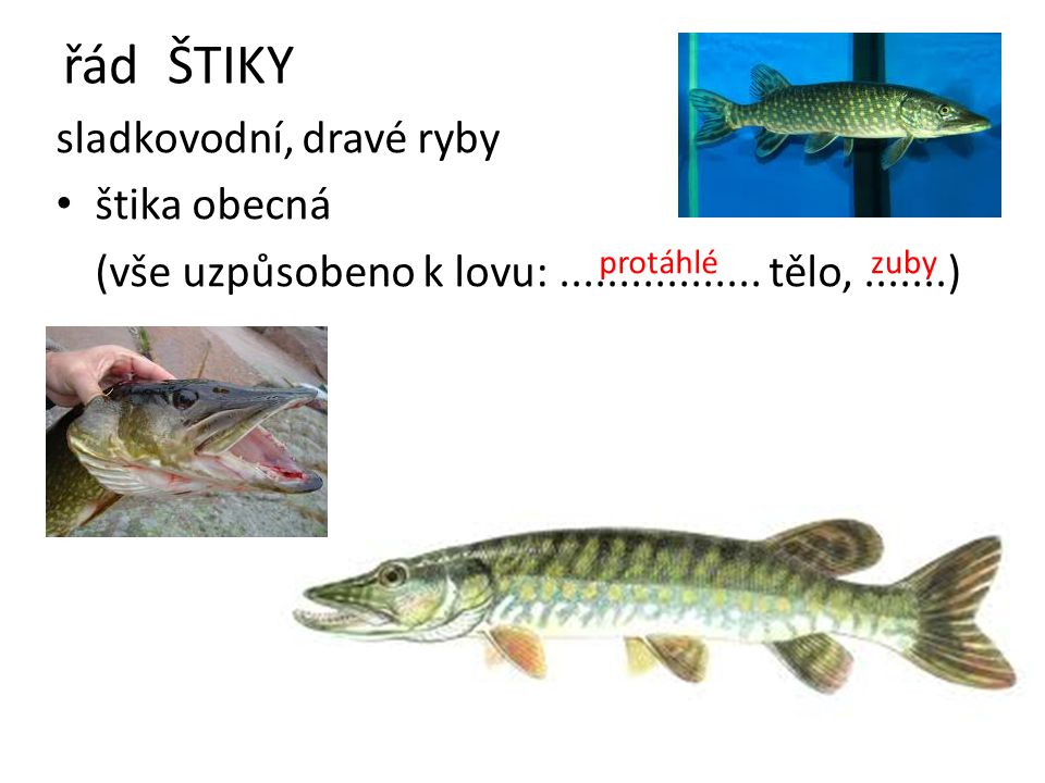 řád ŠTIKY sladkovodní, dravé ryby štika obecná