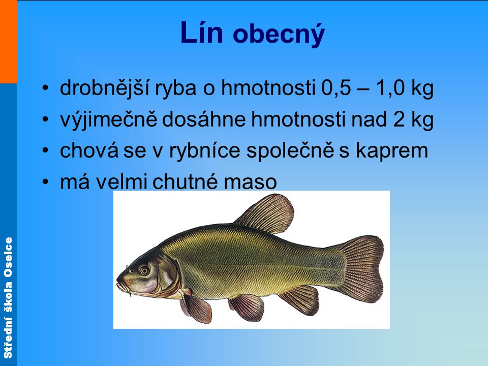 Lín obecný drobnější ryba o hmotnosti 0,5 – 1,0 kg