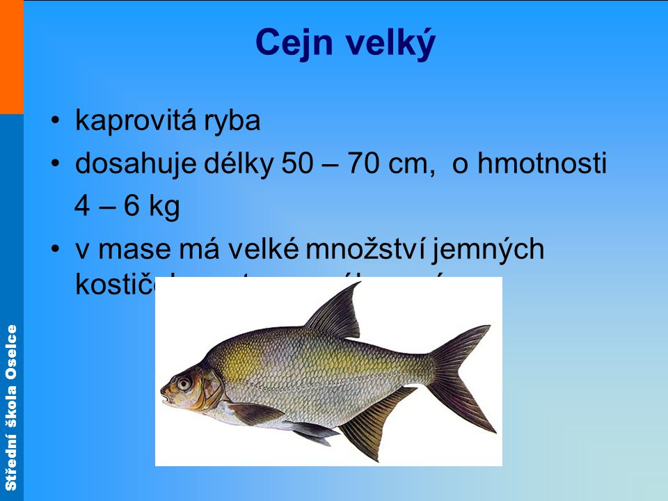 Cejn velký kaprovitá ryba dosahuje délky 50 – 70 cm, o hmotnosti