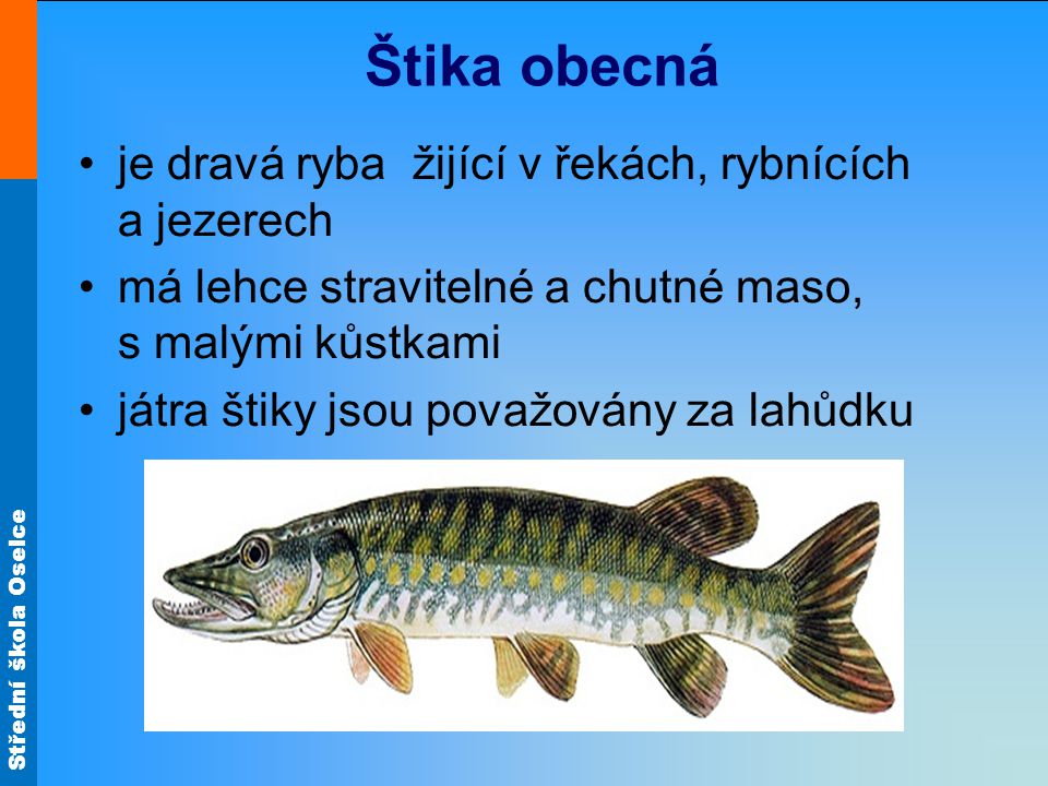 Štika obecná je dravá ryba žijící v řekách, rybnících a jezerech