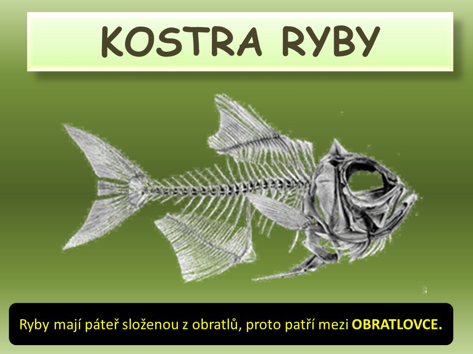 Ryby mají páteř složenou z obratlů, proto patří mezi OBRATLOVCE.