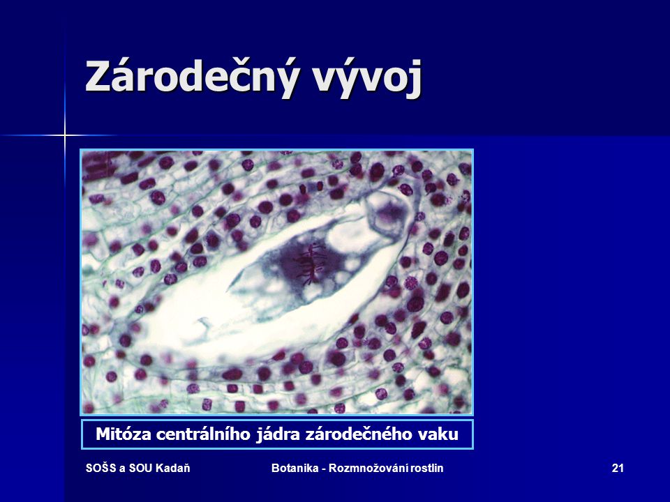 Zárodečný vývoj Mitóza centrálního jádra zárodečného vaku