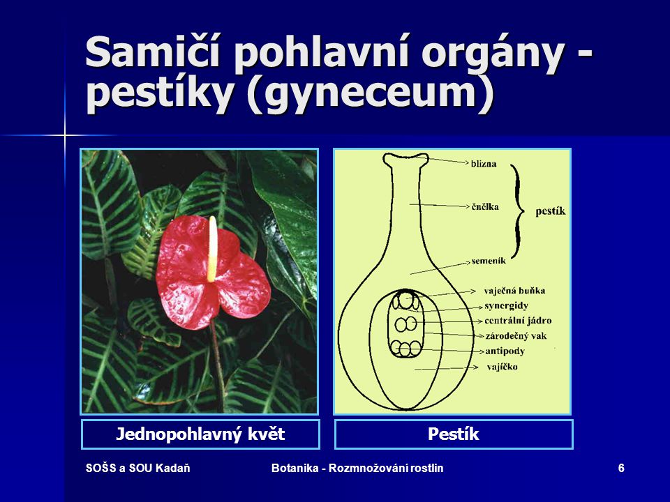 Samičí pohlavní orgány - pestíky (gyneceum)