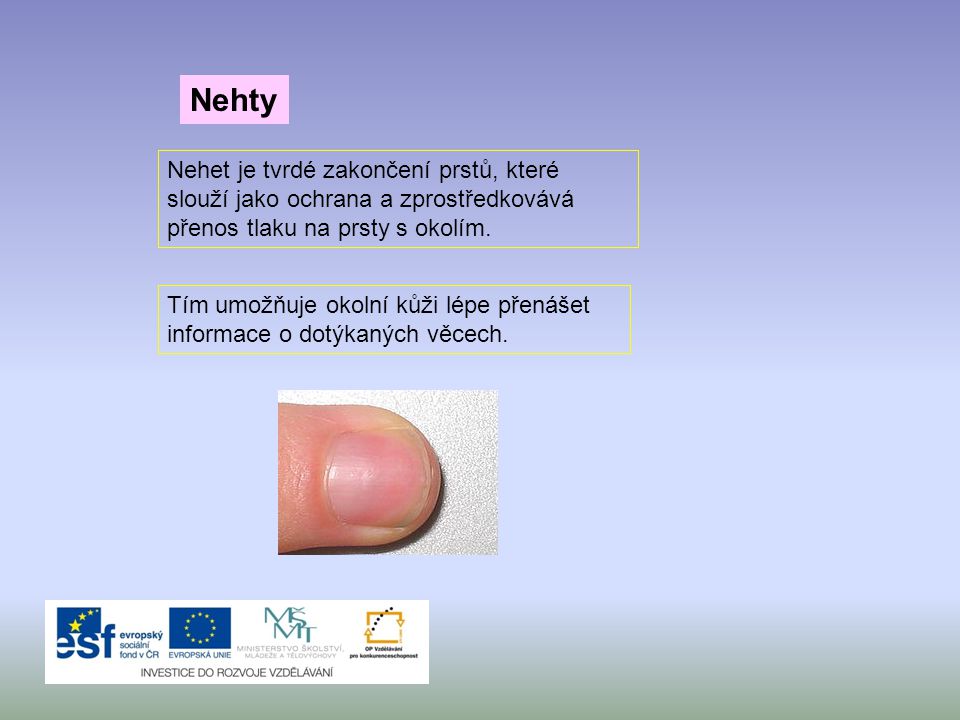 Nehty Nehet je tvrdé zakončení prstů, které slouží jako ochrana a zprostředkovává přenos tlaku na prsty s okolím.