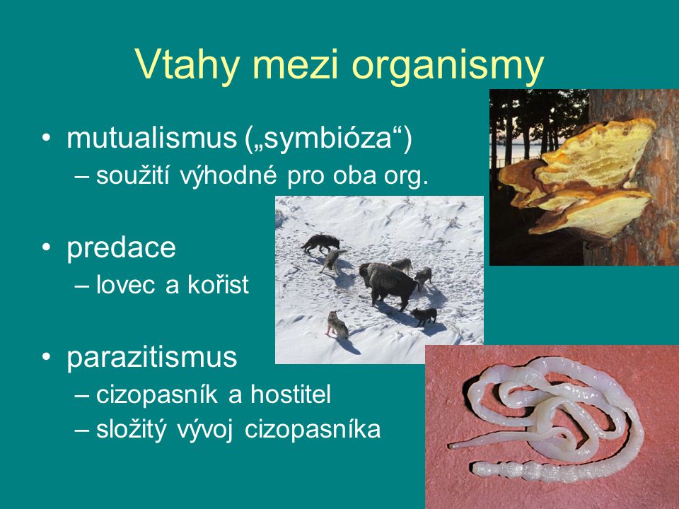 Vtahy mezi organismy mutualismus („symbióza ) predace parazitismus