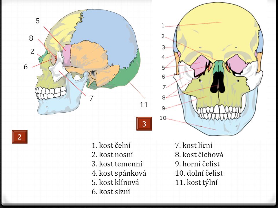kost čelní 7. kost lícní. 2. kost nosní 8. kost čichová. 3. kost temenní 9. horní čelist.