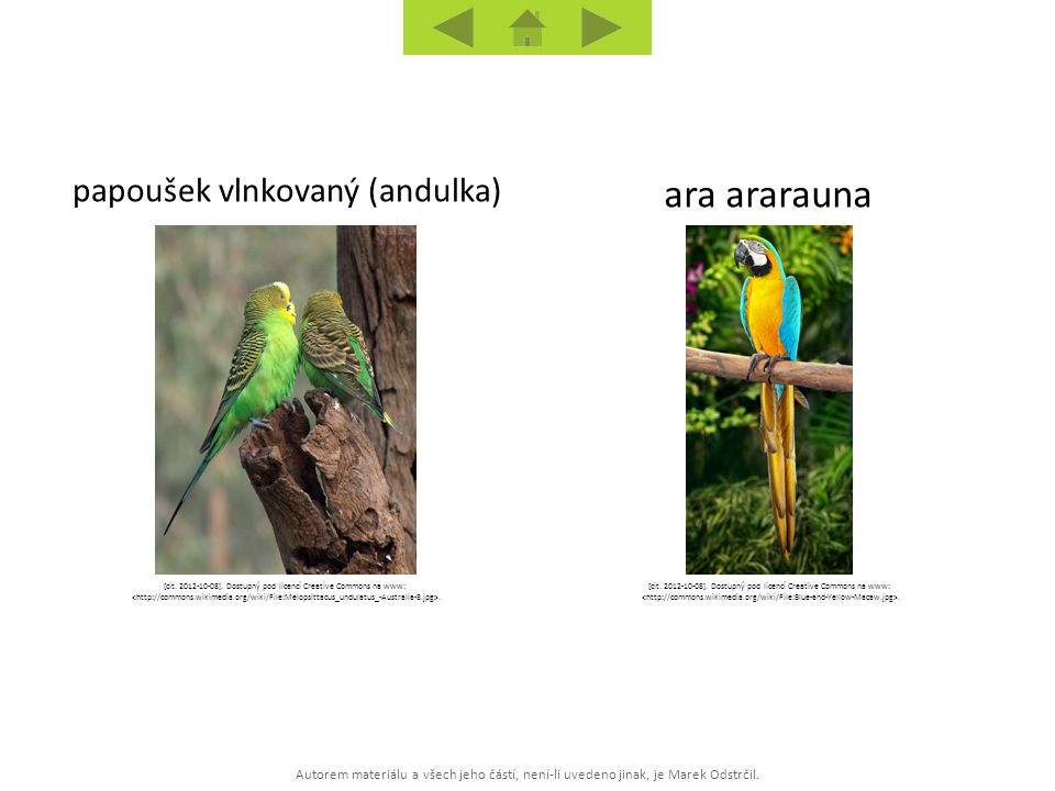 ara ararauna papoušek vlnkovaný (andulka)