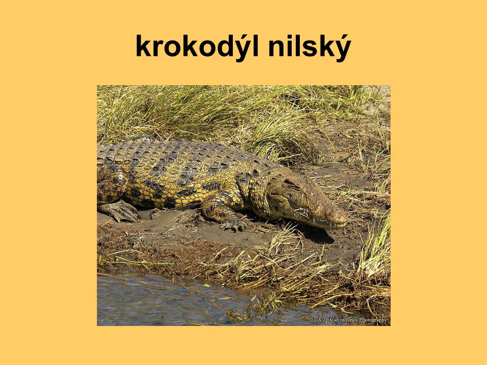 krokodýl nilský